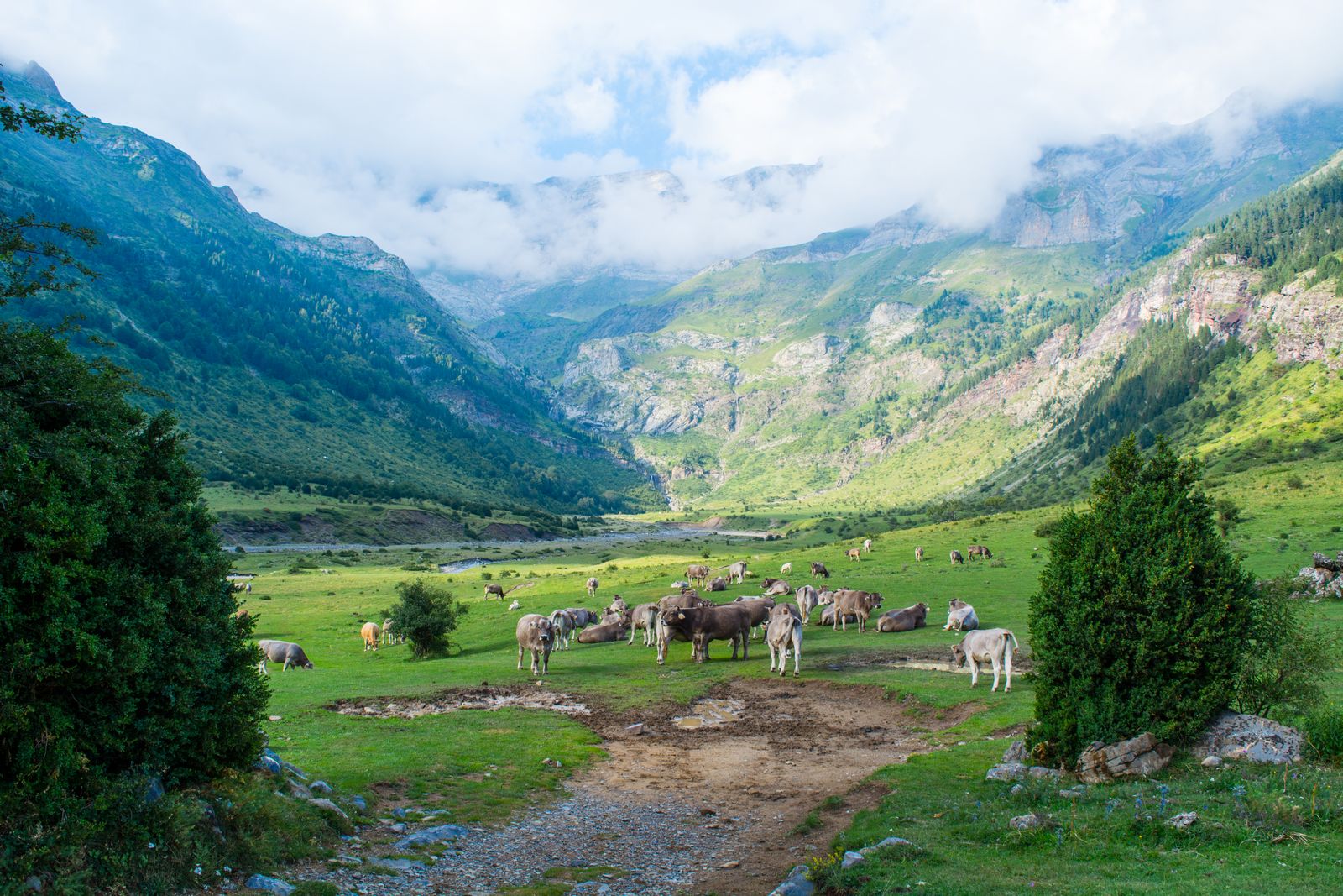 Pyrenean mountain valley in Aragón with cattle and green meadows