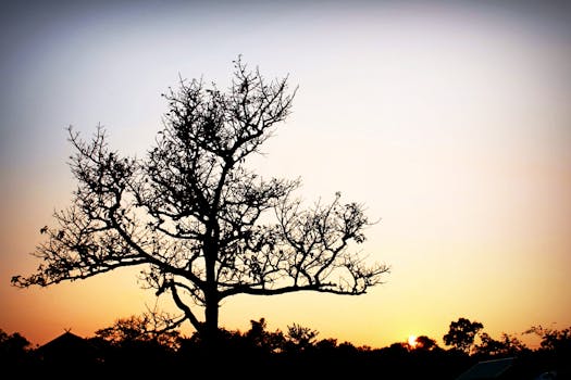 A serene silhouette of a tree captured against a vibrant sunset sky, ideal for nature-themed projects.