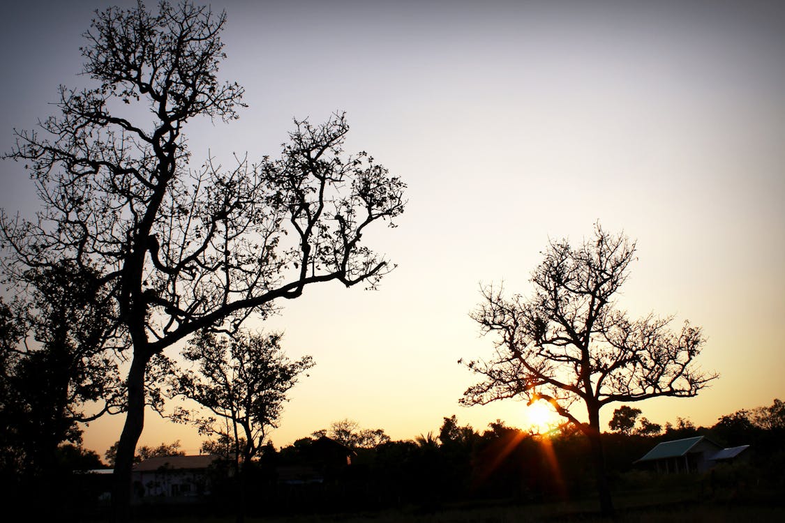 Trees during Sunset