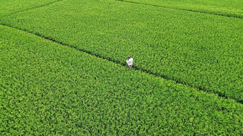 Free Crop Field Stock Photo