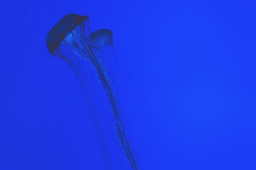 Free Jellyfish Wallpaper Stock Photo