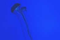 在充满活力的蓝色背景下，水母的轮廓令人着迷