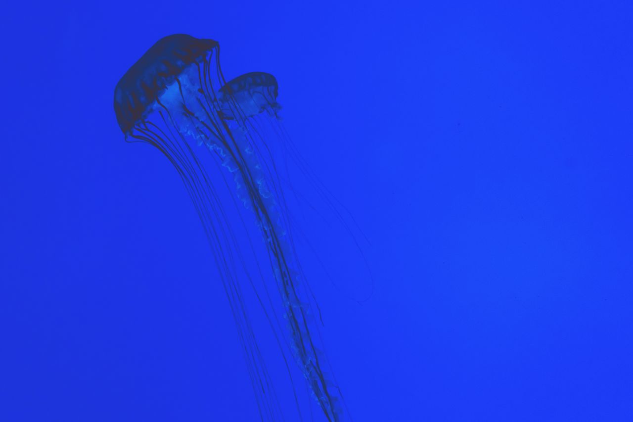 mesmerizing image of jellyfish silhouetted against a vibrant blue back
