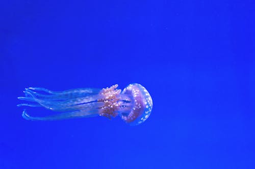grátis Medusa Branca Foto profissional