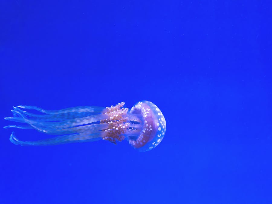 What gender is Deep Blue?