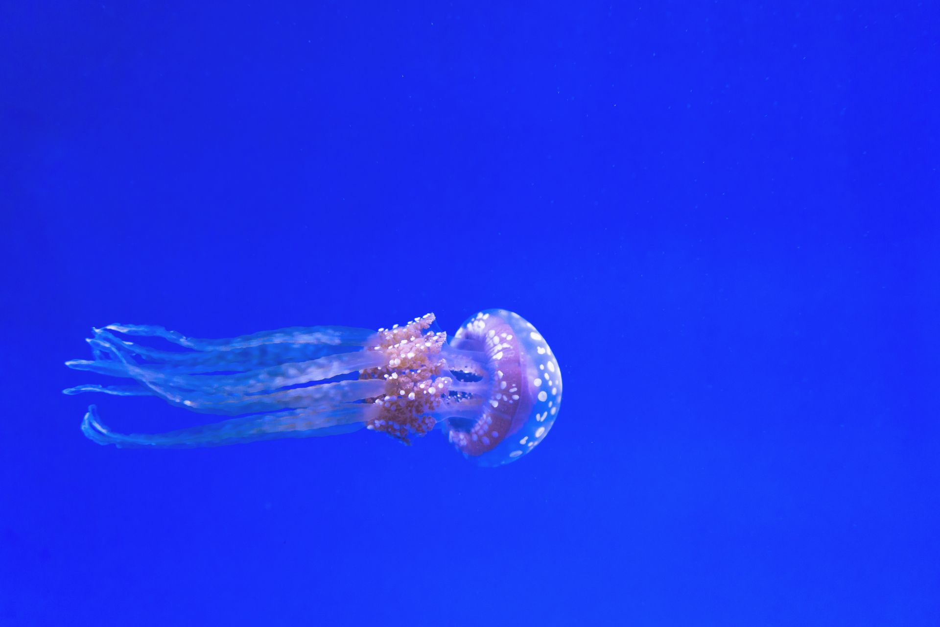 Underwater at Cap Ferrat Wall