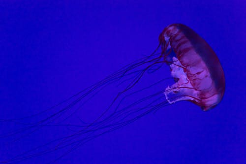 Free Purple Jellyfish Stock Photo