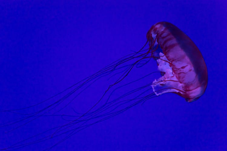 Purple Jellyfish