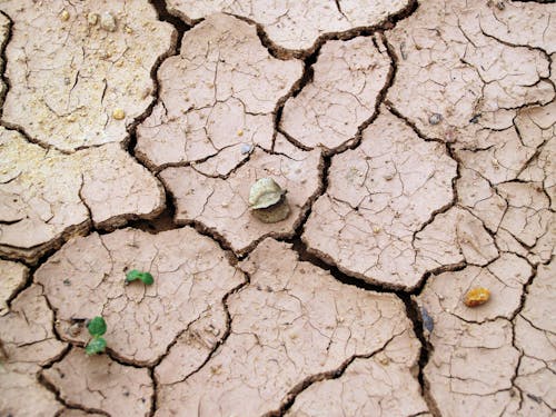 Cracked Brown Soil