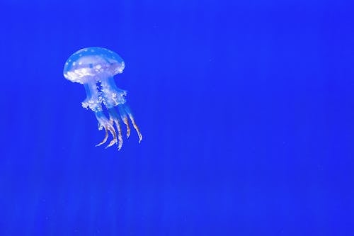 Медузы на синем фоне