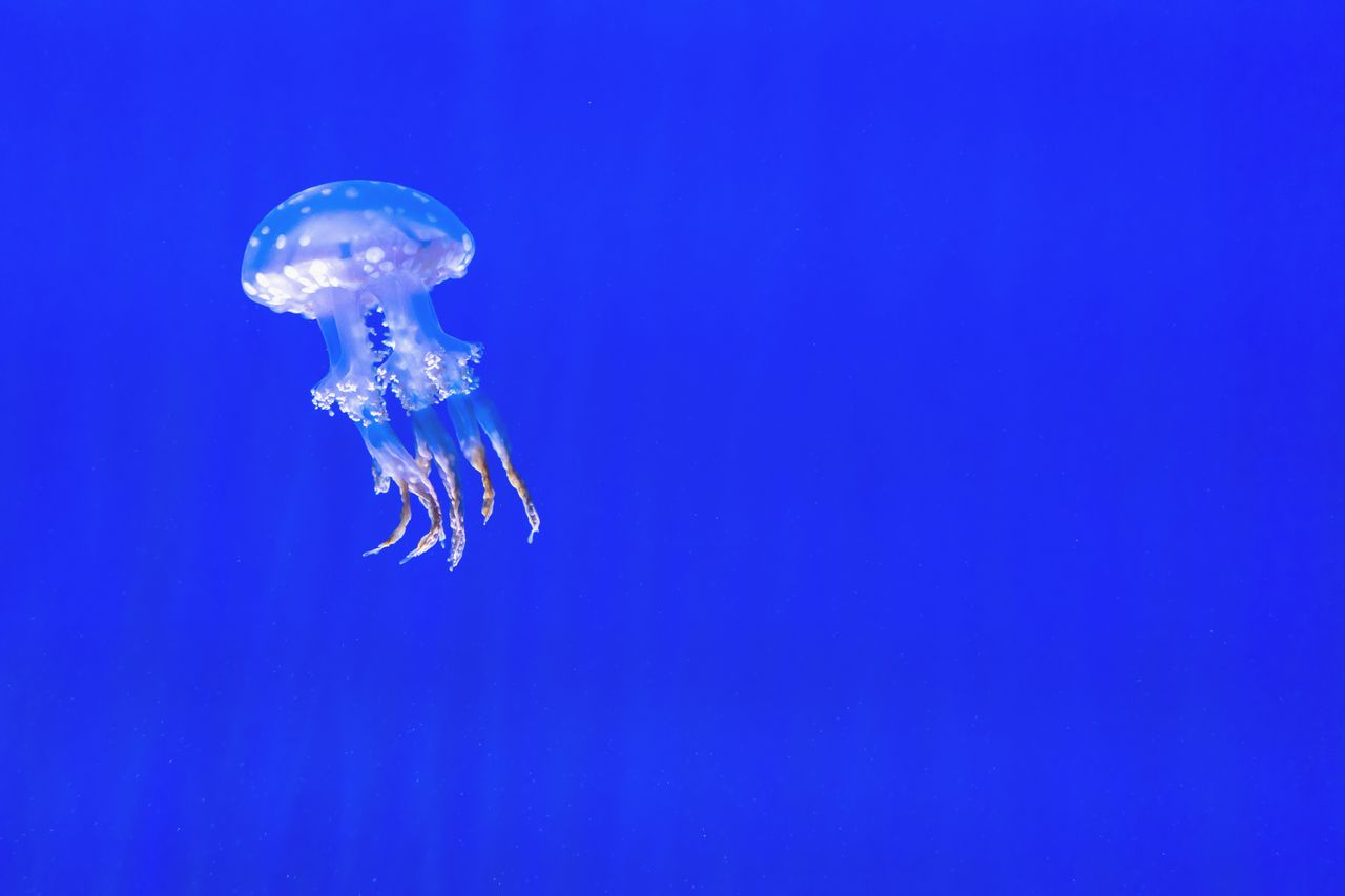 a lone jellyfish gracefully floats in a vibrant blue underwater settin