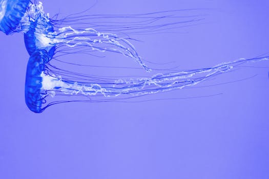 水族馆里，一只充满活力的蓝色水母正优雅地漂浮着，这是一个特写镜头