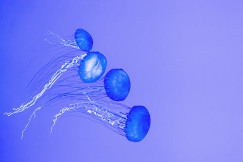 Free Blue Jellyfish Illustration Stock Photo