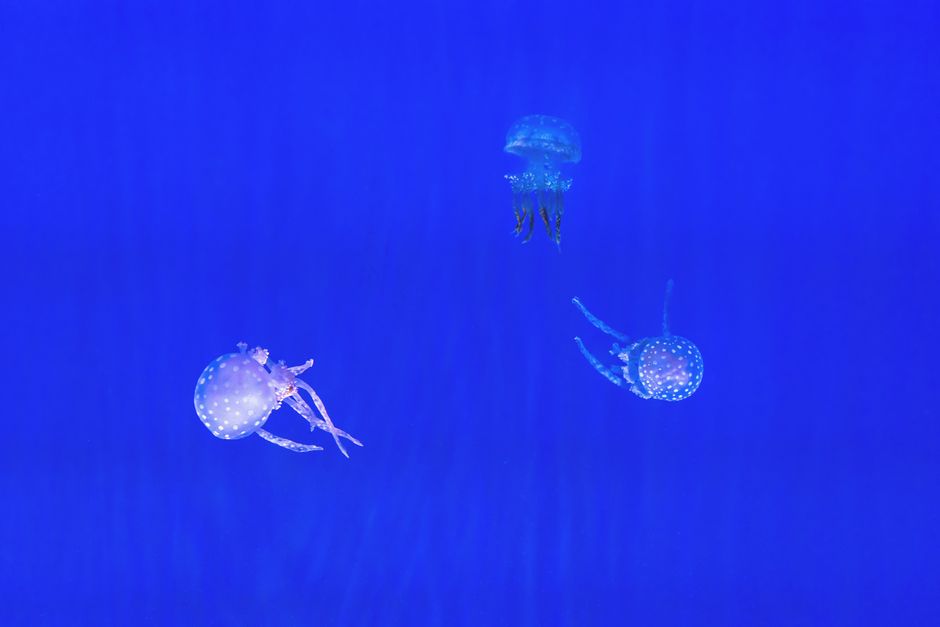Three jellyfish float gracefully against a striking deep blue ocean background.