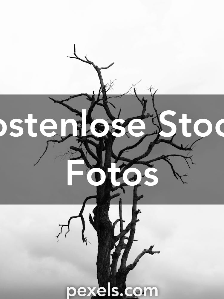 Die Besten Baum Bilder Aktuell 100 Kostenlos Pexels Stockfotos