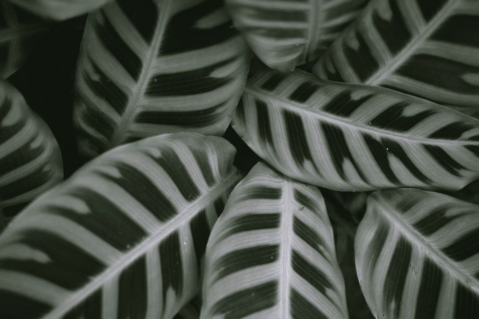 A close-up of Calathea orbifolia leaves featuring bold stripes and veins in a monochrome palette.