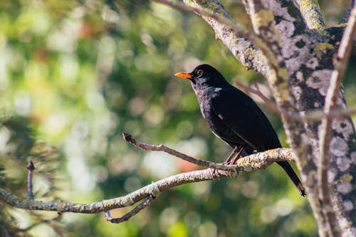 Close-up Photo of Black Bird Perched on Branch