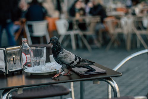 테이블에 걷는 비둘기의 선택적 초점 사진