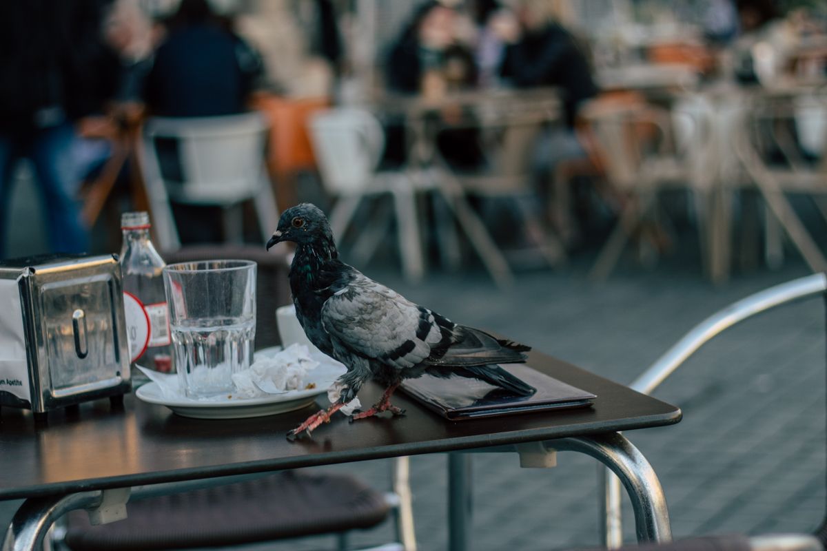 Humane Pigeon Control Methods Ranked — pigeon control and bird removal