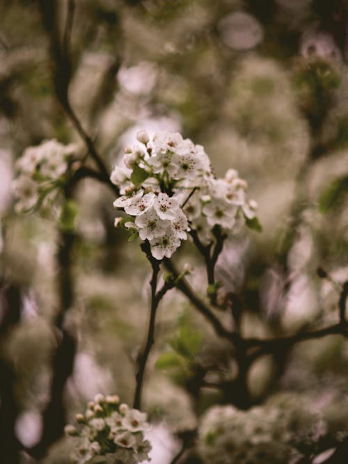 White Petaled Flowers