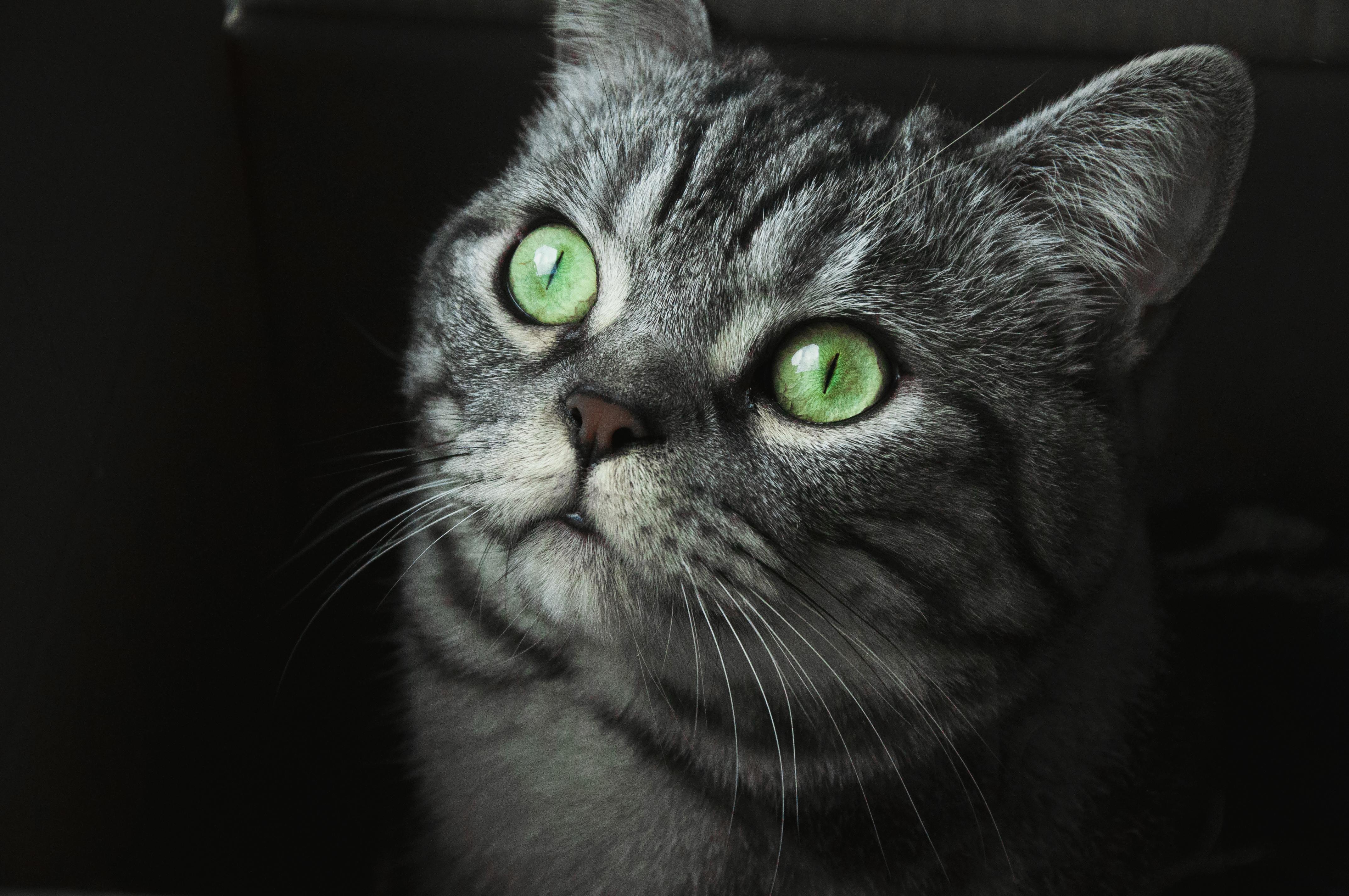 Foto Close Up Kucing Abu Abu Dengan Mata Hijau · Foto Stok Gratis