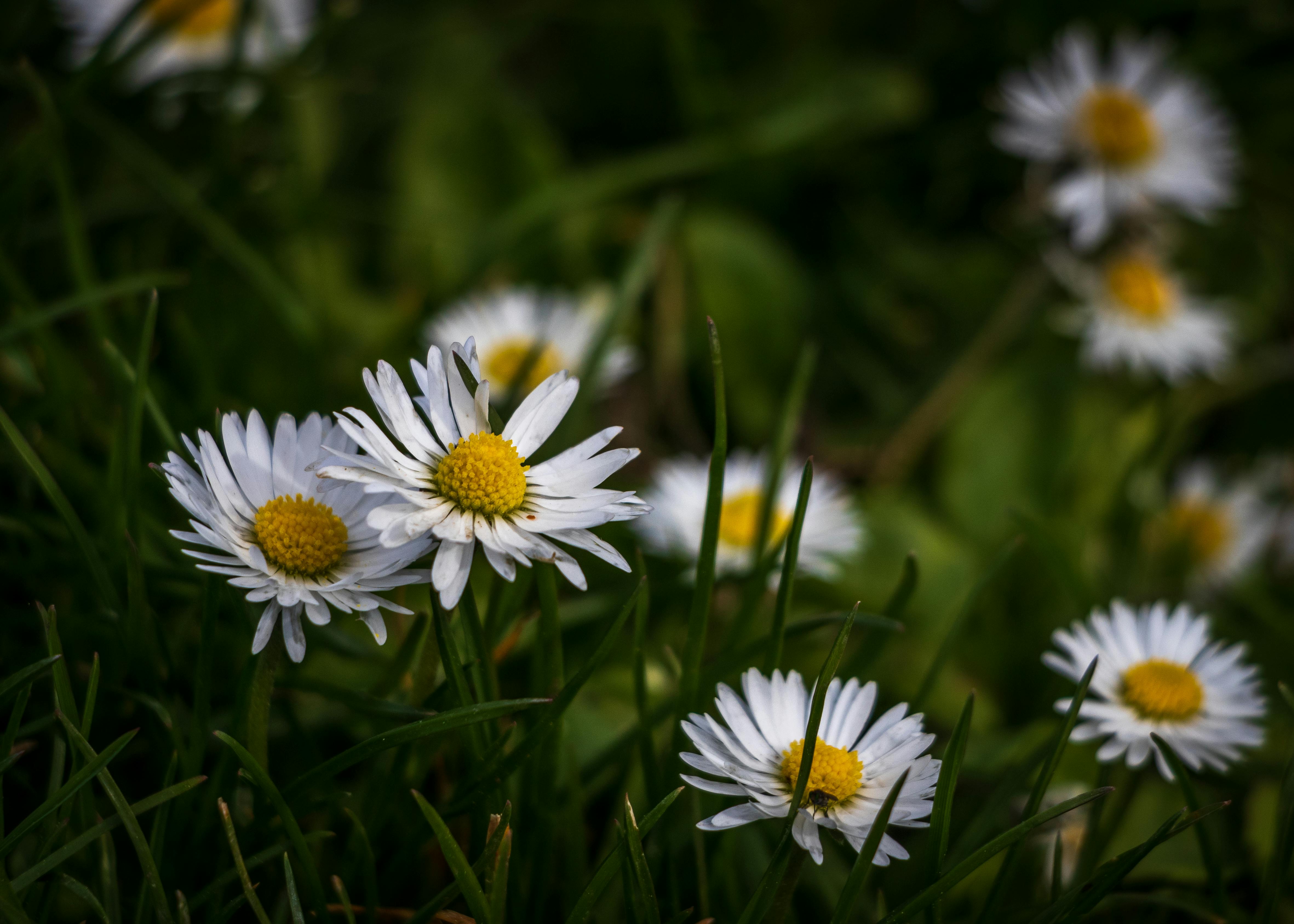 Paling Keren 25+ Gambar Bunga Daisy Putih - Gambar Bunga HD