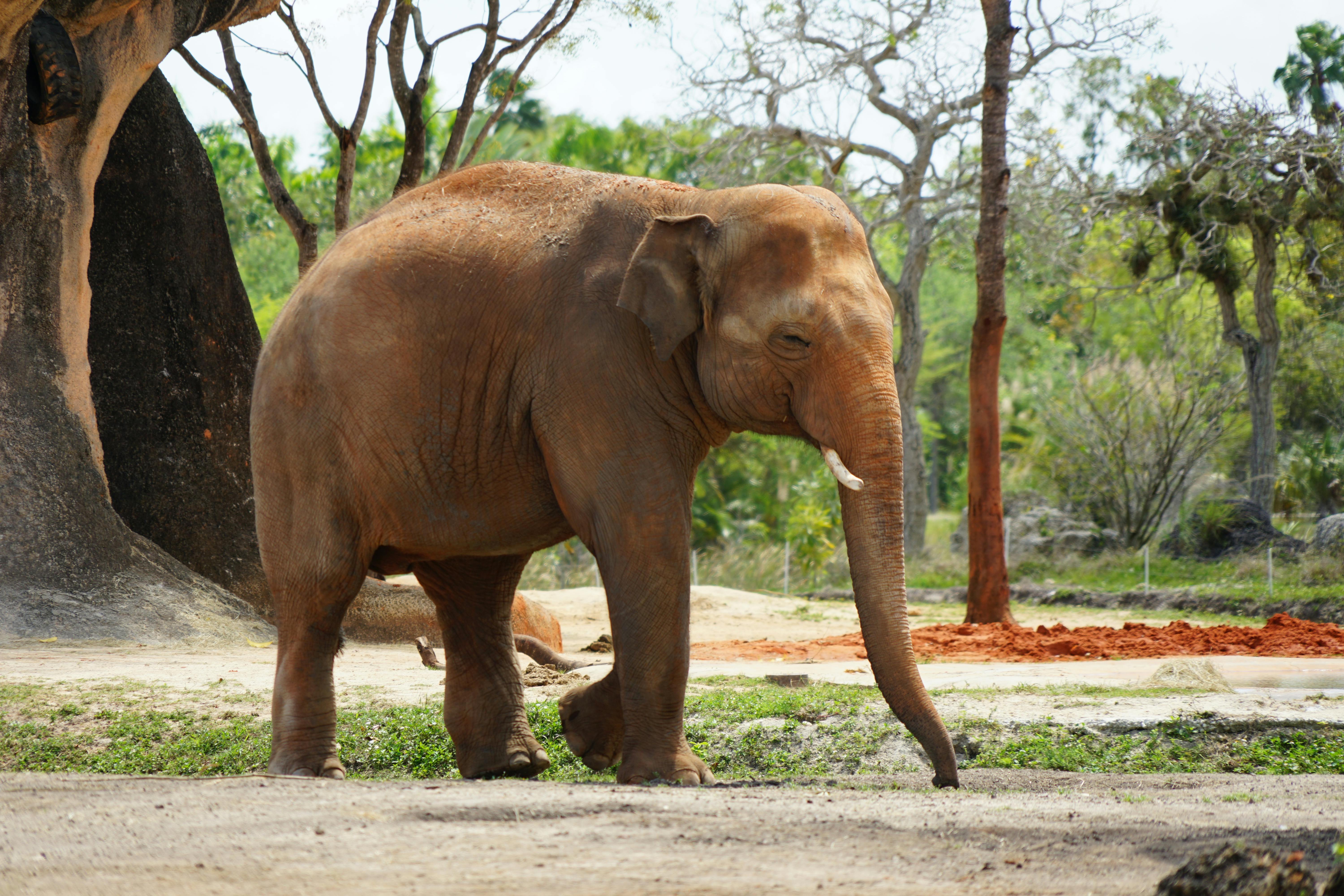 Photo of Elephant · Free Stock Photo