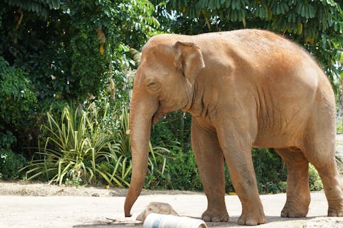 Free Brown Elephant'ın Fotoğrafı Stock Photo