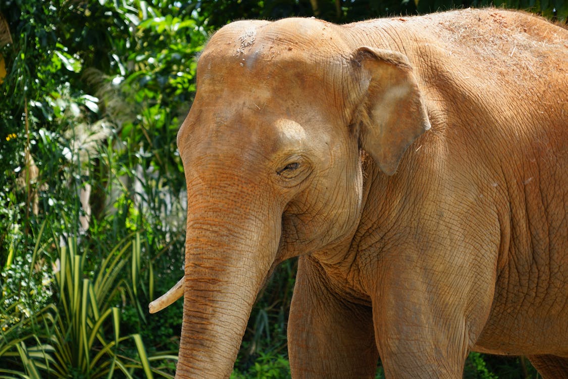 Photos gratuites de animaux, éléphant, faune