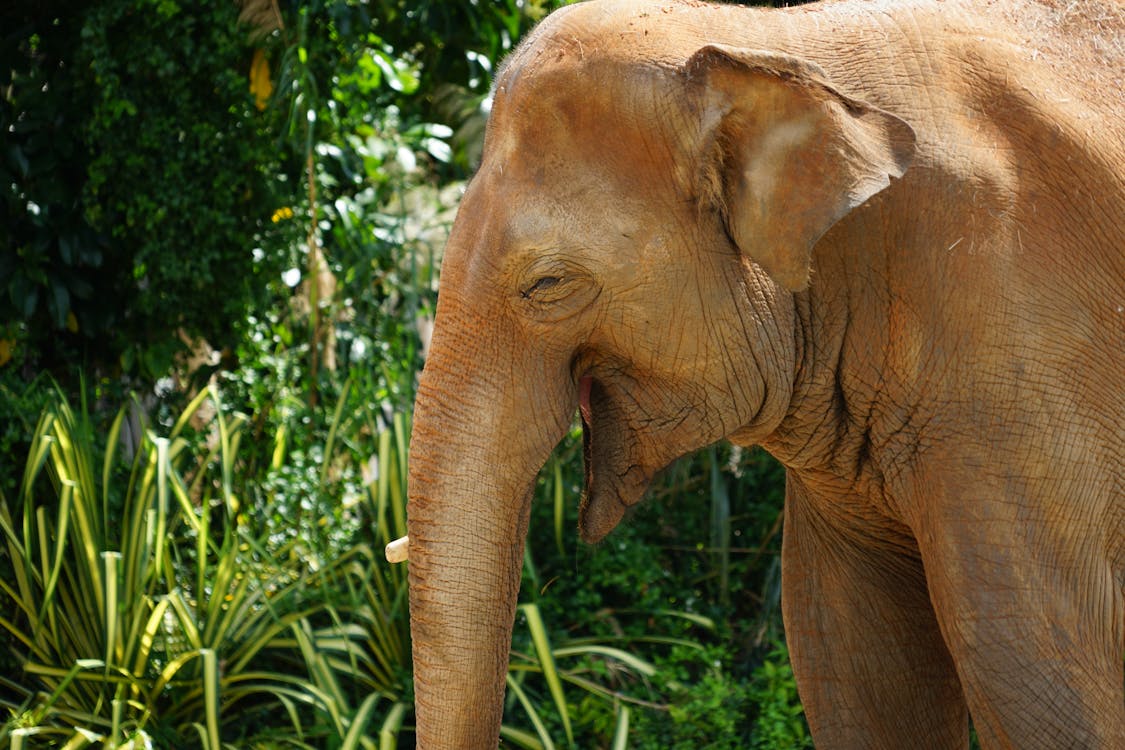 Free stock photo of animals, elephant, flamingo