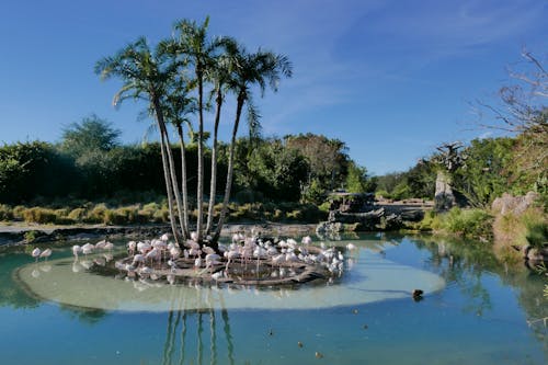 Kostnadsfri bild av djurpark, elefant, flamingo