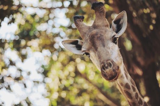 A close-up view of a giraffe with a blurred forest background, showcasing wildlife intimacy.