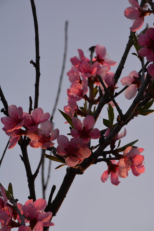 Free A tree with pink flowers against a blue sky Stock Photo