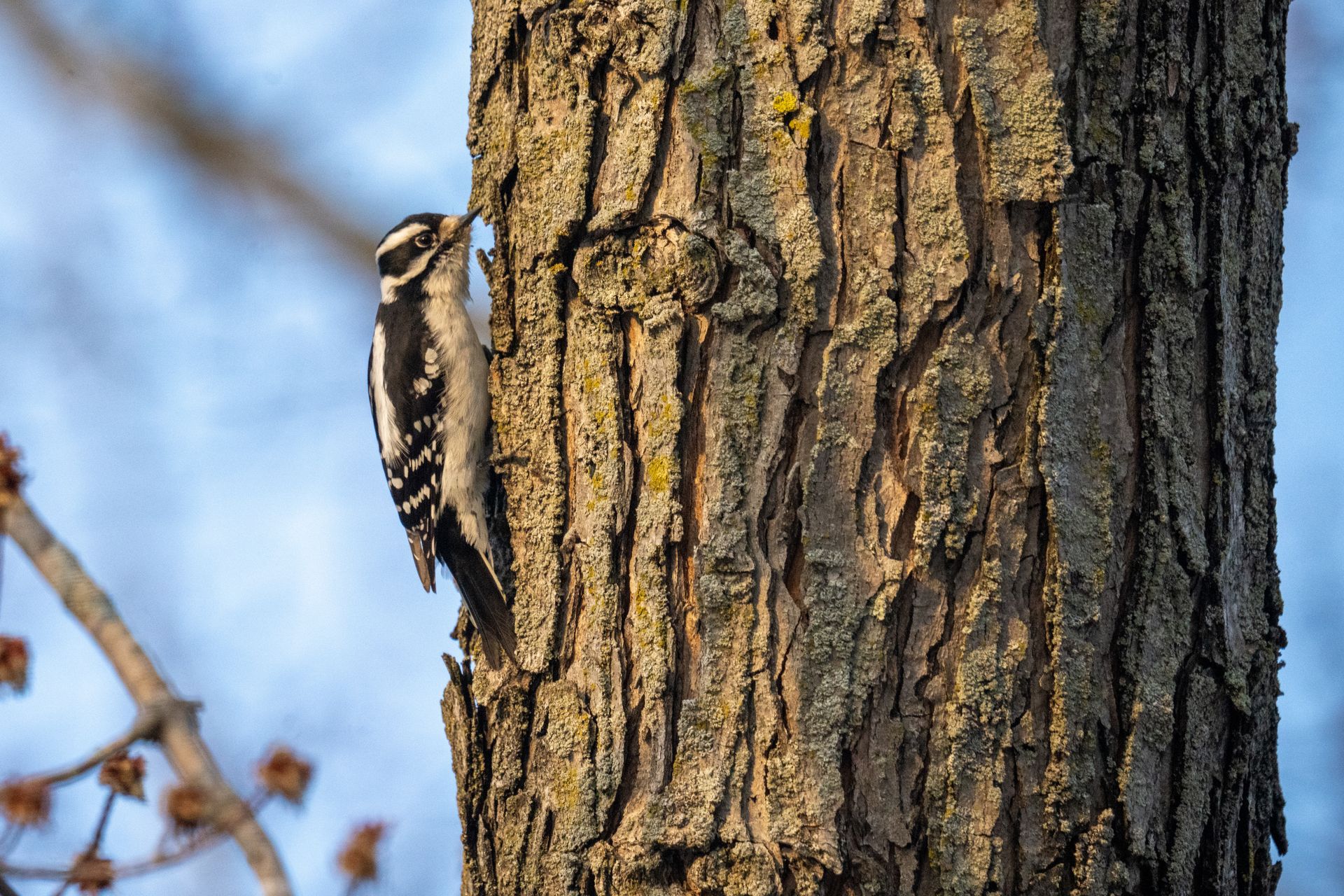 Woodpecker on a Tree