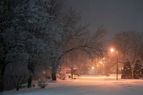 Бесплатное стоковое фото с дерево, дорога, зима
