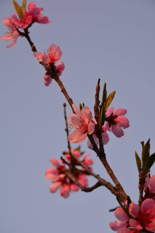 A branch with pink flowers against a blue sky