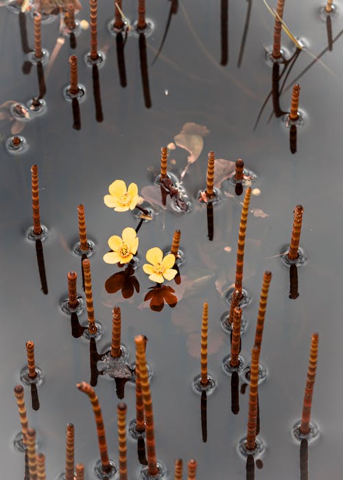Imagine de stoc gratuită din curent, flori, fotografiere verticală