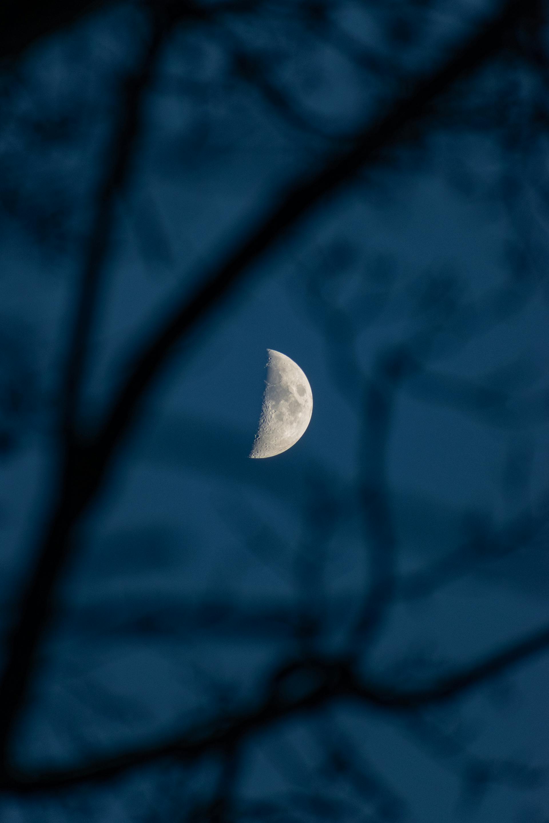 A crescent moon captured during the night, framed by silhouetted tree branches.