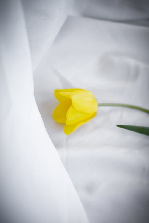 Free A yellow flower on a white sheet with a white background Stock Photo