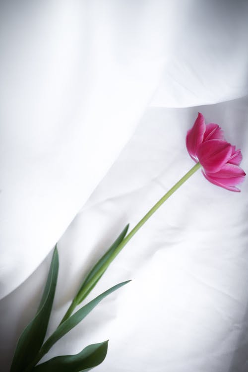 A single pink tulip is on top of a white sheet