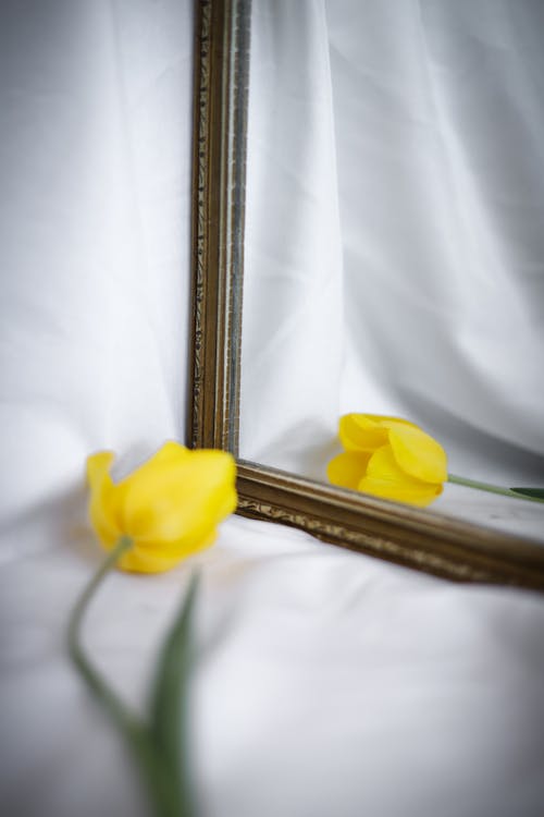 Free A yellow tulip is in front of a mirror Stock Photo