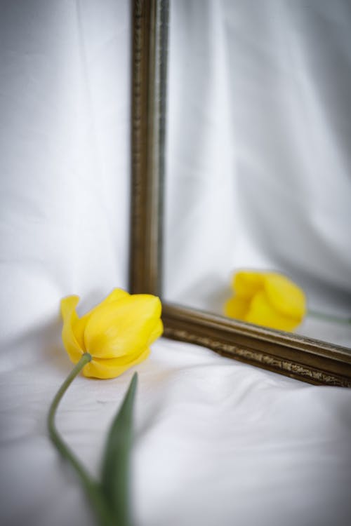 Free A yellow tulip is in front of a mirror Stock Photo