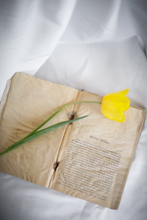 A yellow tulip sits on top of an old book