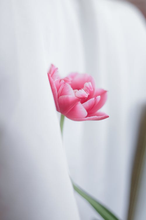 A pink tulip is shown in a white room