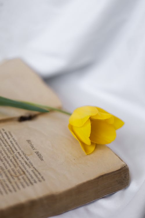 A yellow tulip sits on top of an old book