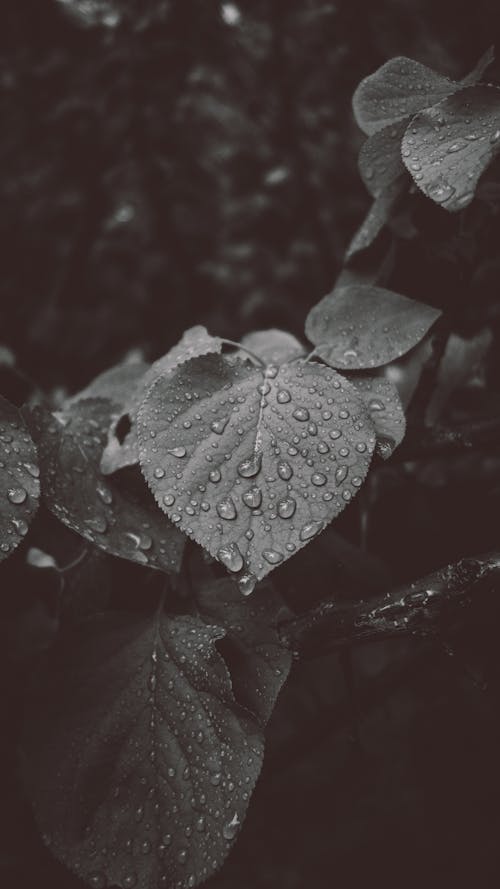 Základová fotografie zdarma na téma černobílý, déšť, dešťové kapky