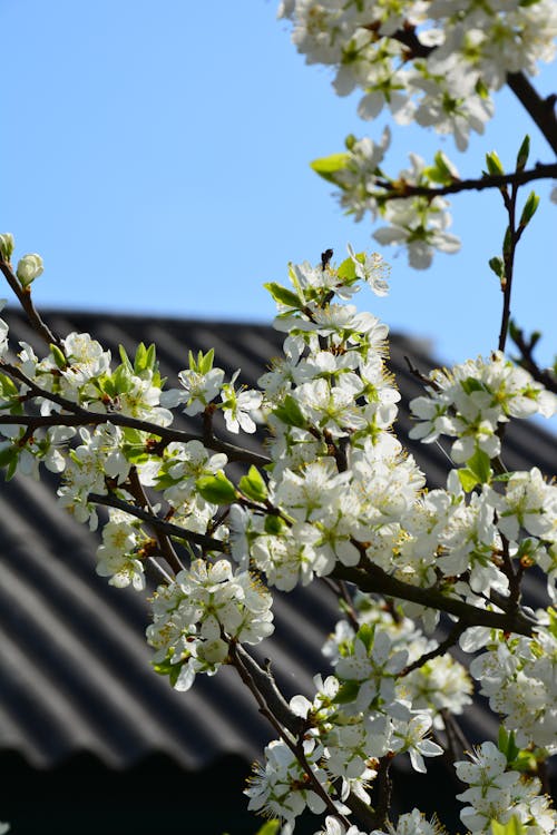 A white blossom tree with green leaves and blue sky