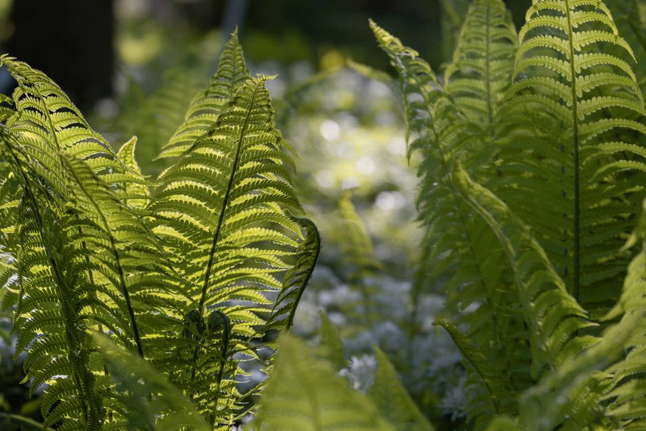 Native shade plants for damp, gloomy fence lines — cover media