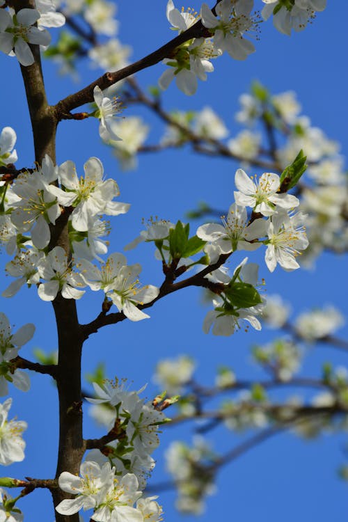 Foto d'estoc gratuïta de arbre, branques, flor blanca