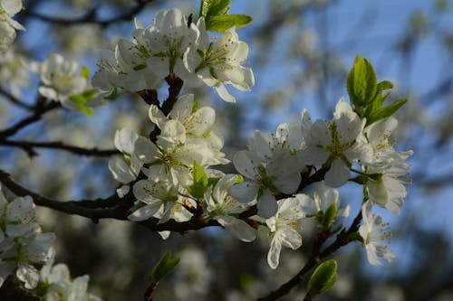 A tree with white flowers and green leaves